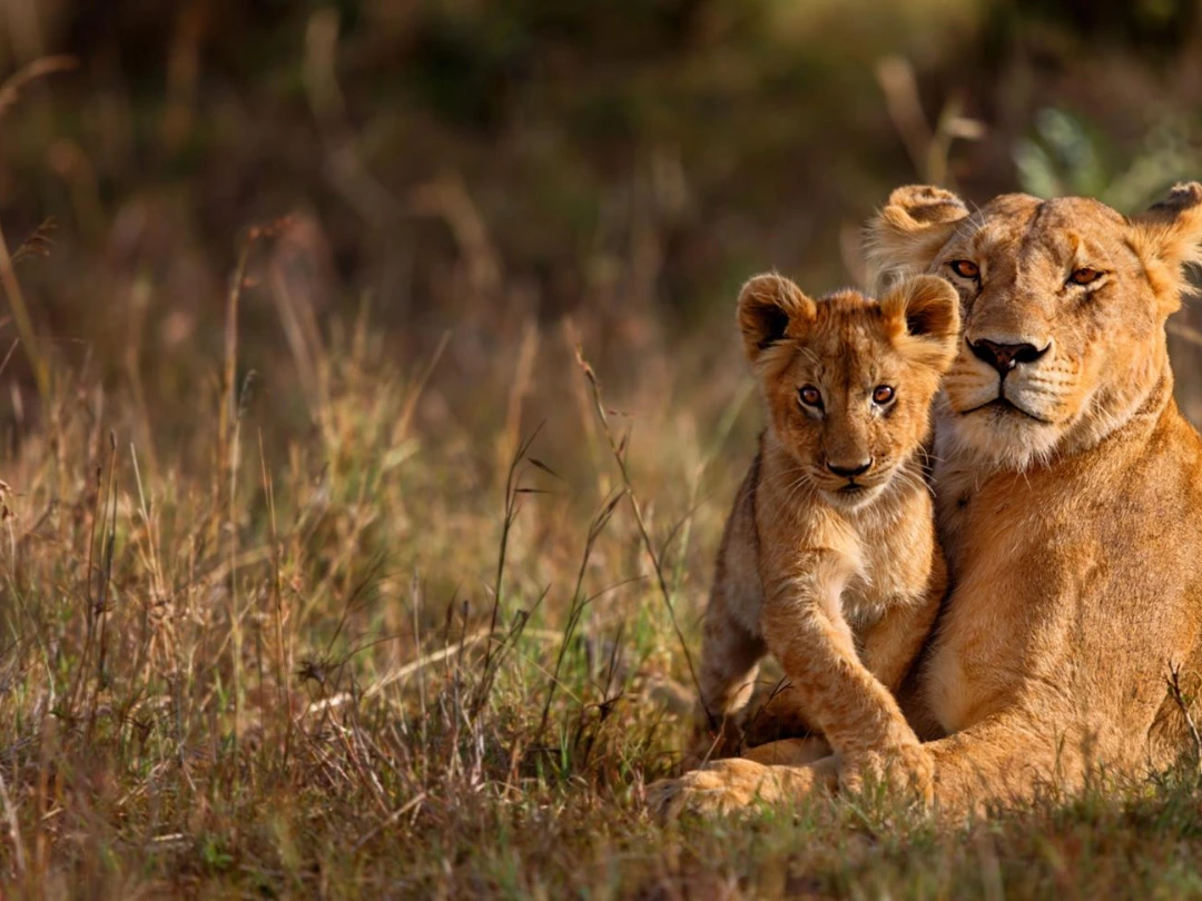South African Grandeur